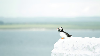 Fototapeta premium Northumberland Puffin
