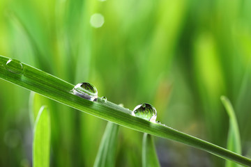 Water drops on grass blade against blurred background, closeup