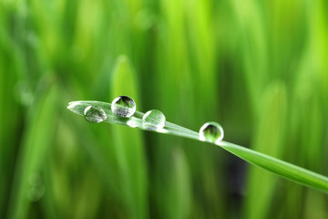 Water drops on grass blade against blurred background, closeup