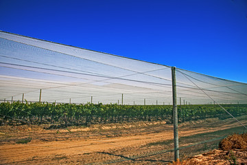 Shade netting protecting vineyard from insects