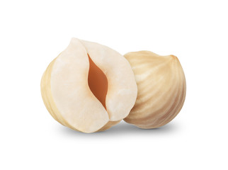 Two hazelnuts isolated on white background