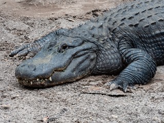 Alligator with one eye open, white, sharp teeth, and reptile skin laying in the dirt.