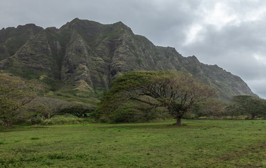Kaaawa, Oahu, Hawaii, USA. - January 11, 2020: green landscape with meadow and Koa tree in front of tall brown rocky cliffs under gray cloudscape near Kualoa Ranch area. - Powered by Adobe