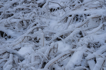 Plants covered in frost