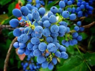 bunch of blue berries 