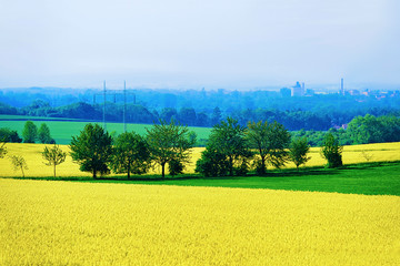 Rape plant field in South Moravia, Czech Republic.