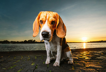 Calm dog sitting on embankment of river in sunset