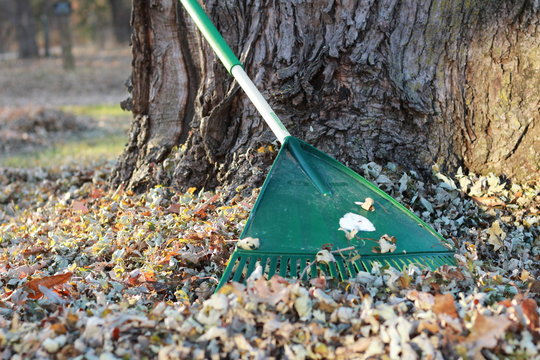 Green Rake Leaning Against Tree With Leaves