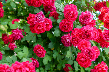 Close up shot of a red rose bush