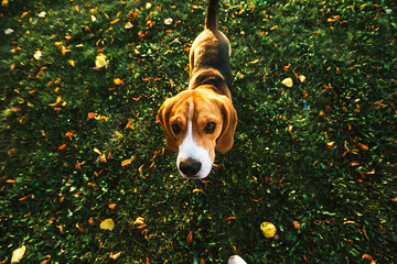 Serious Beagle dog strolling in park on green grass