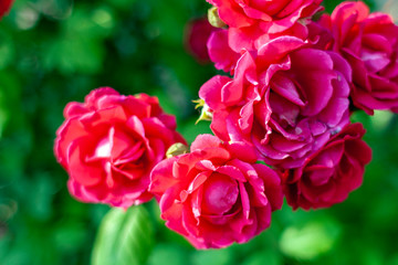 Close up shot of a red rose bush