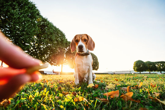 Faceless Owner Feeding Serious Beagle Dog At Park