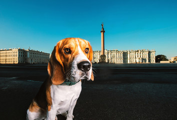 Adorable dog sitting on asphalt on city square