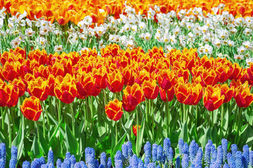 Red and Yellow Tulips