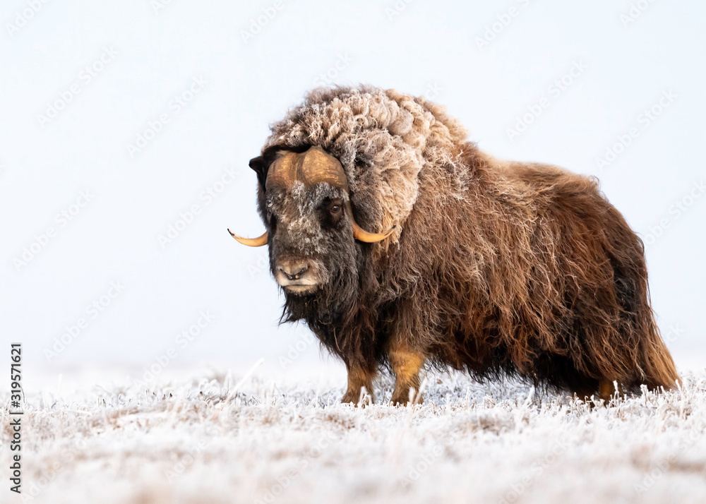 Wall mural muskox (ovibos moschatus) arctic tundra, deadhorse, alaska, usa