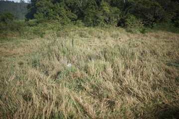 grass in the field
