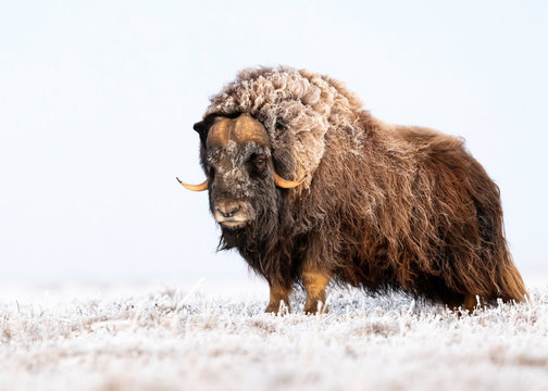 Fototapeta Muskox (Ovibos moschatus) Arctic Tundra, Deadhorse, Alaska, USA