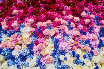 Beautiful colorful flowers background. A carpet of blue, white and pink flowers. Top view