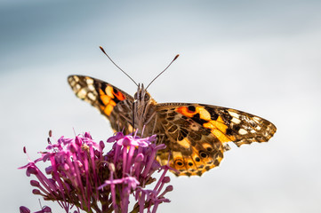 Obraz premium Painted lady butterfly feeding from Red Valerian