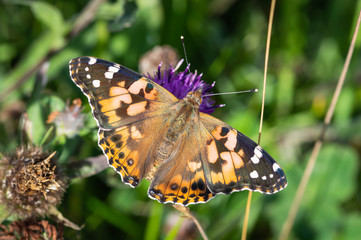 Painted lady butterfly with wings open on Common Knapweed