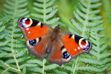 Peacock butterfly on ferns