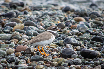 Ringed Plover on a wet stony beach