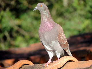 pigeon on the roof