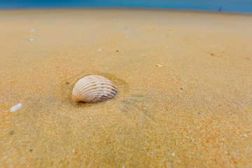 Beach or about the beach, water, sand, dunes, Camber sands.