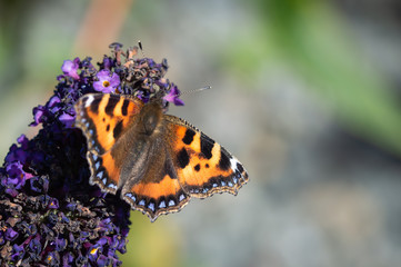 Small Tortoiseshell butterfly on buddleia