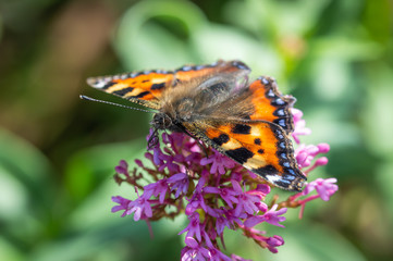 Small Tortoiseshell butterfly feeding from Red Valerian