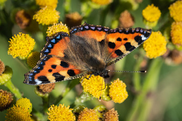 Small Tortoiseshell butterfly on wild yellow flowers