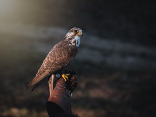 Falconer with Peregrine falcon (Falco peregrinus). Peregrine falcon sits on glove falconer. Autumn...