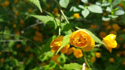 Closeup view of lovely yellow flower against a green leaves background