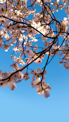 Spring Blossoms - Dogwood