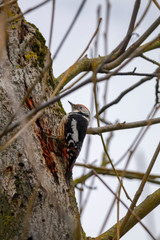 Woodpecker looking for food on an old tree.