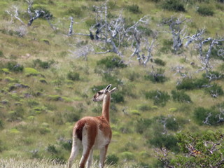 Fauna - Torres del Paine