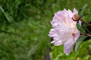 Wet flower in the garden