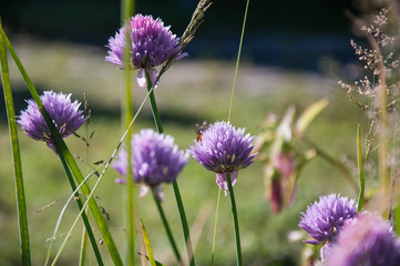 Fototapeta premium Pink flowers on the meadow, soft focus