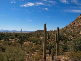 Fototapeta na wymiar Scenic views of Saguaro National Park