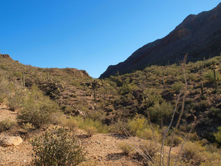 Scenic views of Saguaro National Park