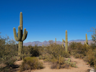 Scenic views of Saguaro National Park