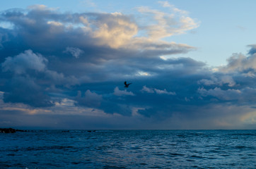 One bird flies under the clouds over the sea after a storm