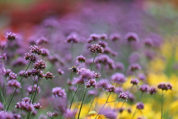 Bee flying in flowers