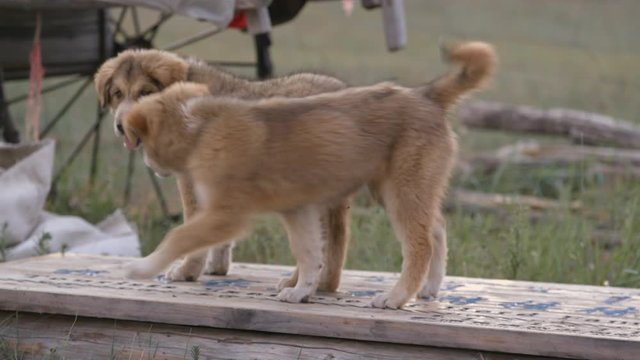 Medium close-up daytime low angle still shot of two cute Chinese dog puppies standing and staring, outdoor scene, China