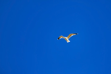 A lonely seagull in the sky, a bird soars beautifully among the clouds, against a blue sky