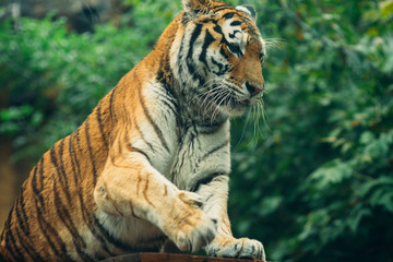 Fototapeta na wymiar Tiger, Tiger lies on the background of green bushes