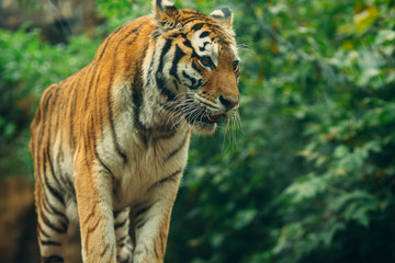 Fototapeta na wymiar Tiger, Tiger lies on the background of green bushes