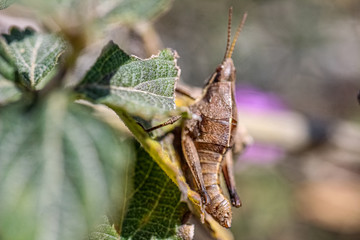 grasshopper on a leaf