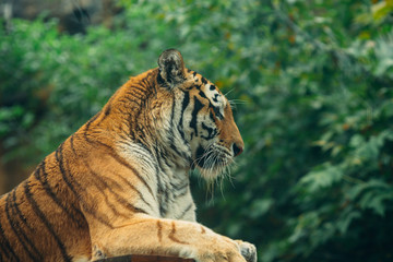 Tiger, Tiger lies on the background of green bushes