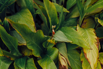 Green big leaves of anubias